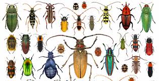 Beetle Identification Workshop